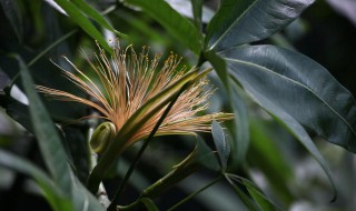 瓜粟的养殖方法和注意事项（板栗南瓜的种植方法）