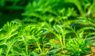 水草有种子吗 水草种子到底行不行