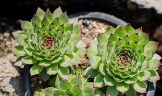 多肉的生长温度是几度（多肉一般生长在多少度）