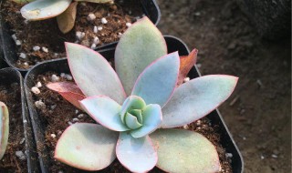 广寒宫多肉的养殖方法是什么 广寒宫多肉怎么养殖方法
