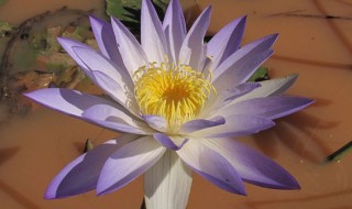 紫色睡莲的花语是什么(紫色睡莲的花语和寓意)