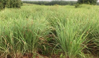 香草与香茅草的区别（香茅和香草）