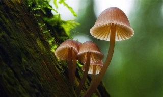 蘑菇怎么洗才能干净 蘑菇如何洗的干净