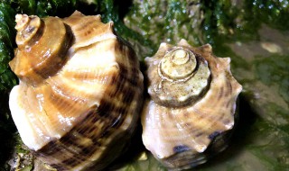 海蛎螺煮多久 海蛎螺煮多长时间