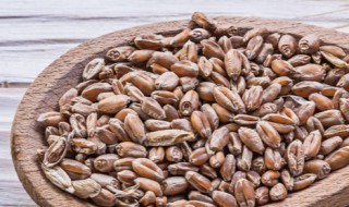 黑麦是什么 黑麦是什么意思网络用语