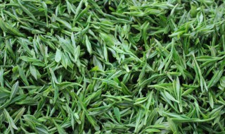 绿茶的产地（绿茶的产地是哪里最好）