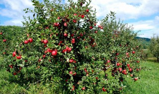 4年生苹果树的修剪方法 苹果树可以怎么修剪呢