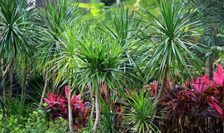 海南龙血树繁殖方法及说明 海南龙血树介绍