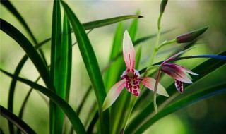 兰花烂根怎么办（兰花烂根怎么办,兰花烂根解决办法）