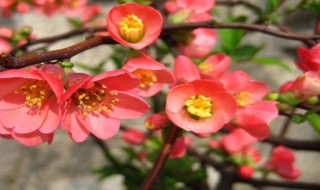 七彩海棠养殖方法（复色海棠家庭养殖方法）