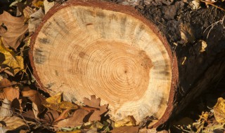 木头密度是多少（木头密度是多少g/cm）