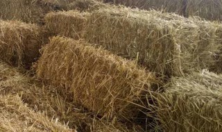 常见的牛羊饲料加工的方法有哪些 牛羊饲料主要原料