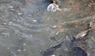 鳜鱼苗的养殖方法（鳜鱼育苗技术）