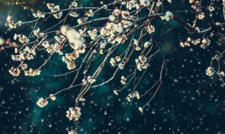 关于雪夜的文艺句子（关于雪的文艺短句）