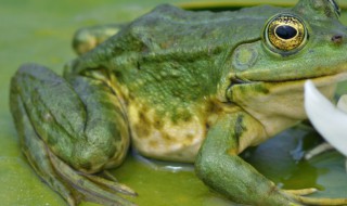 青蛙在哪里冬眠 青蛙在哪里冬眠眠