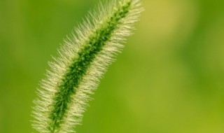 谷穗和狗尾巴草的区别 狗尾巴草和谷子的区别