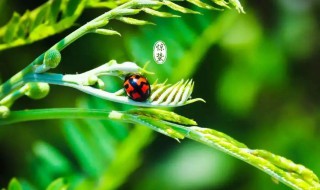 惊蛰的蛰是什么意思 二十四节里惊蛰的蛰是什么意思