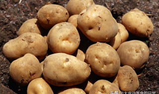 马铃薯简易储存方法 马铃薯怎样储存