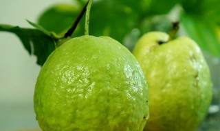 芭乐热量高吗 关于芭乐热量高吗