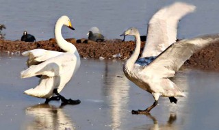 天鹅能飞多高 天鹅可以飞很高吗