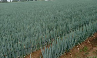 大葱储存方法东北地区 冬天储存大葱的方法