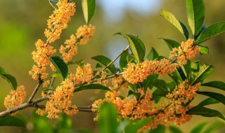 桂花树的繁殖方法 桂花树怎样繁殖