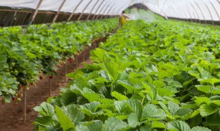 种菜步骤方法 如何种菜