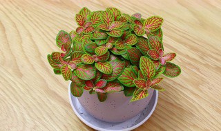 网纹草繁殖方法 网纹草如何繁殖