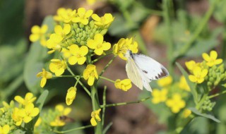 种植油菜花的方法步骤 种植油菜花的方法步骤是什么