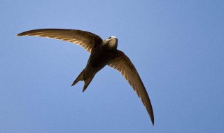 没有脚的小鸟是什么意思 什么是没有脚的小鸟