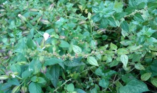 雾水葛的功效与作用及食用方法 关于雾水葛的功效与作用及食用方法