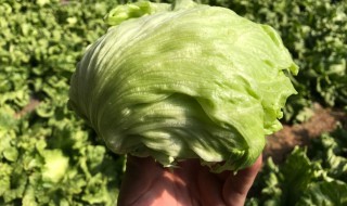 圆生菜如何保存 圆生菜怎样保存