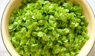 榆钱如何保存 榆钱怎样保存