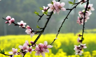 春日的诗意是什么意思 春日古诗介绍