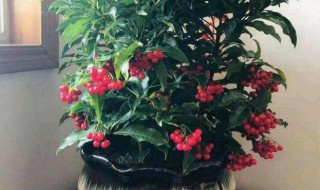 金玉满堂怎么养才正确 金玉满堂的养殖方法