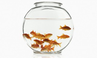 怎么养鱼才是正确的 初学者如何正确养鱼