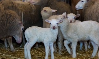 夏天羊怎么防暑降温 夏天给羊防暑降温的方法