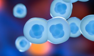 配子是什么意思 配子具体是什么意思