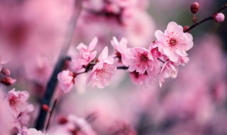 王安石的梅花的诗句意思 王安石的梅花古诗介绍