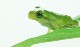 frog怎么读 frog如何读