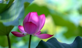 为什么荷花是花中君子 荷花是花中君子的原因是什么