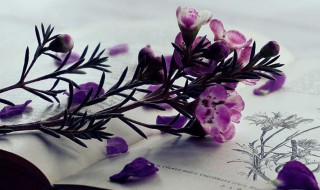 见解是啥意思 见解解释