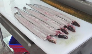 河鳗怎么杀怎么洗 河鳗如何杀如何洗