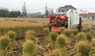 水稻收割储存方法 怎样储存收割的水稻