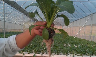 埋藏菜的室内储存方法 怎样储存埋藏菜