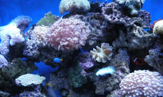 珊瑚的储存方法 怎样存储珊瑚