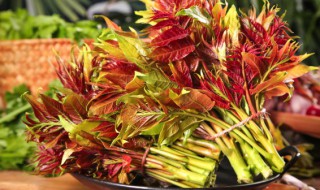 储存香椿芽好方法 怎样储存香椿芽