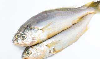 海鲜鱼的储存方法 怎样储存海鲜鱼