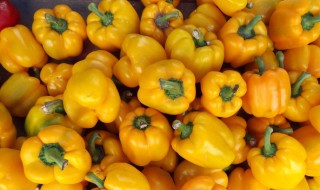 黄灯笼辣椒的储存方法 怎样储存黄灯笼辣椒