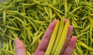 鲜黄花菜的运输与储存方法 关于鲜黄花菜的运输与储存方法